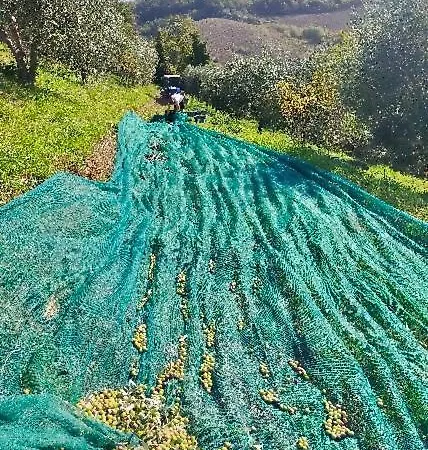 Arcadia Oda ve Kahvaltı