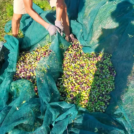 Bed and Breakfast Arcadia *